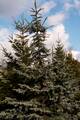 Picea pungens Speck IMG_8420 Świerk kłujący